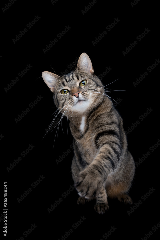 tabby shorthair cat on black studio background raising paw