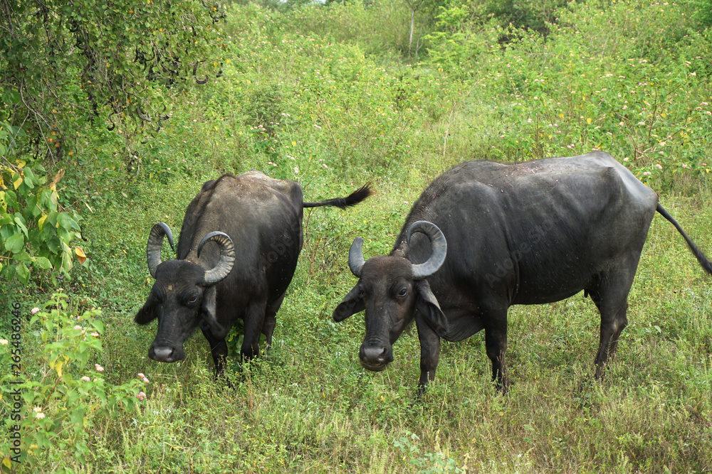 Gnu or wildebeest looking up in Udawalawa national park in Sri Lanka Gnu or wildebeest looking up in Udawalawa national park in Sri Lanka