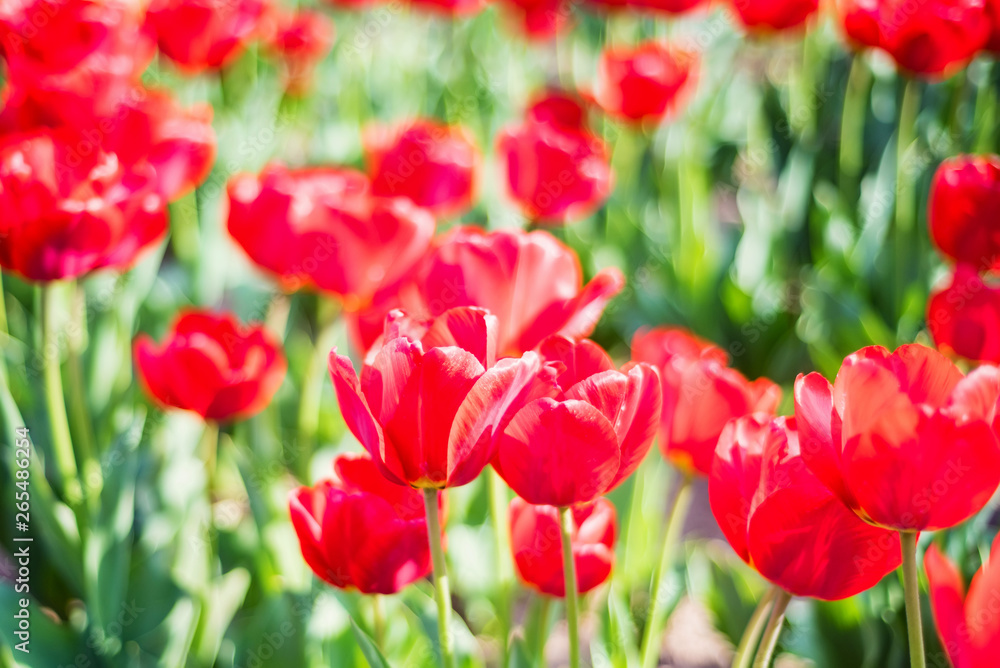 Many red tulips flowers blooming in a garden