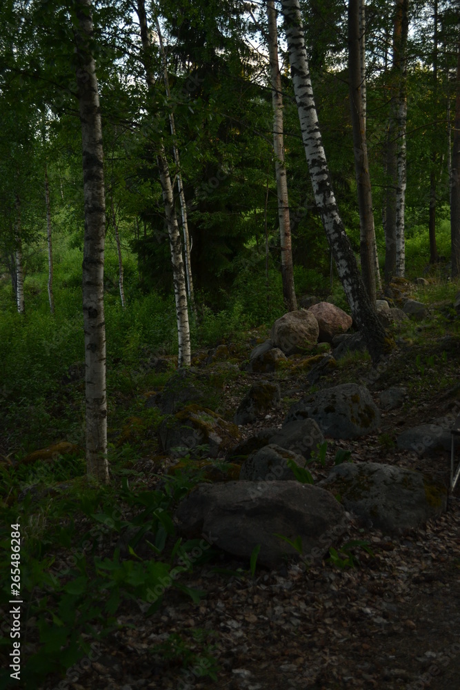 stones in the forest