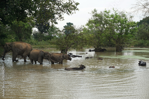 Gnu or wildebeest and elephants are taking a bath in Udawalawa national park Sri Lanka