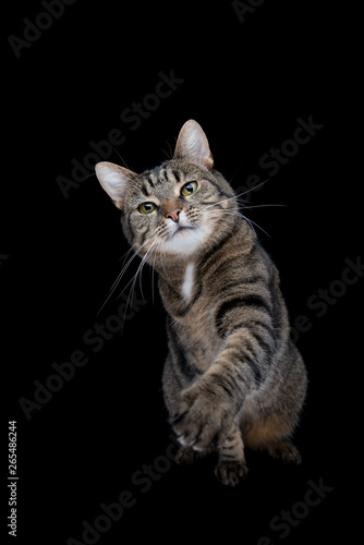 tabby shorthair cat on black studio background raising paw