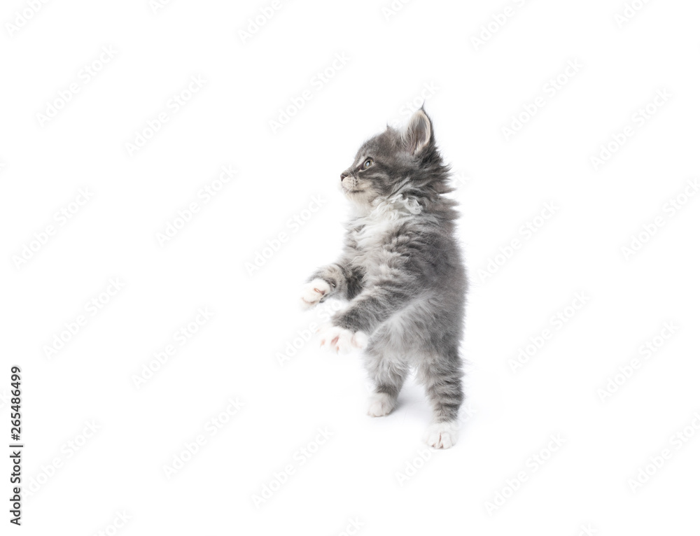 Fototapeta premium side view of an 8 week old blue tabby maine coon kitten sit up and beg in front of white background