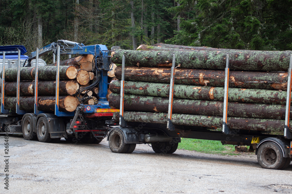 cut tree in forest ready for truck transport 