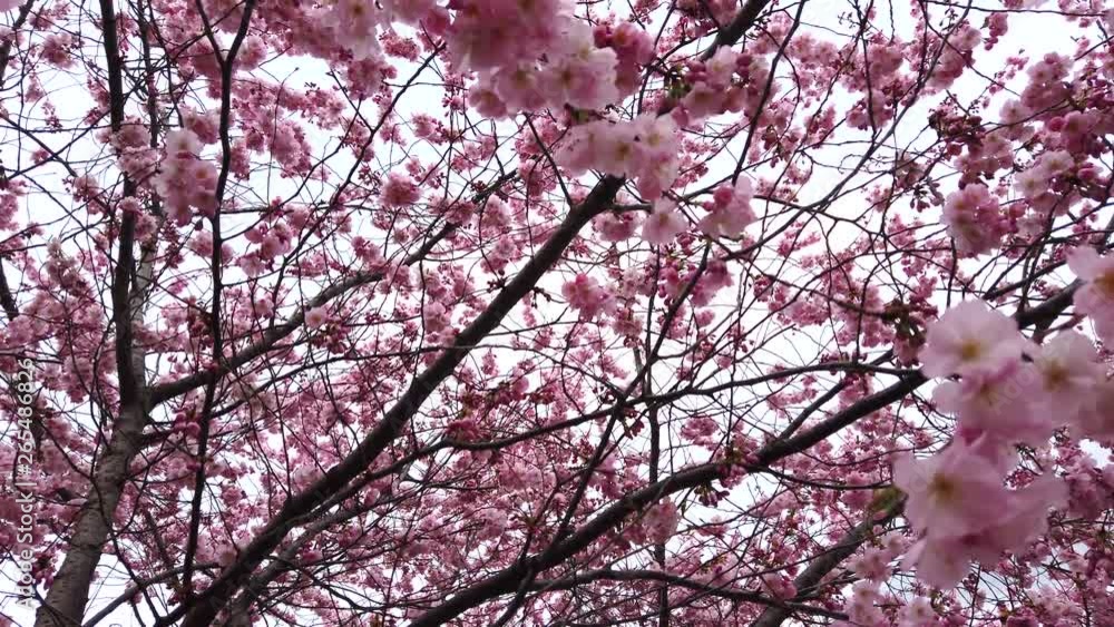 4k video Beautiful nature with moving spring cherry blossoms with pink flowers wind and branches 4k video Beautiful nature with moving spring cherry blossoms with pink flowers wind and branches