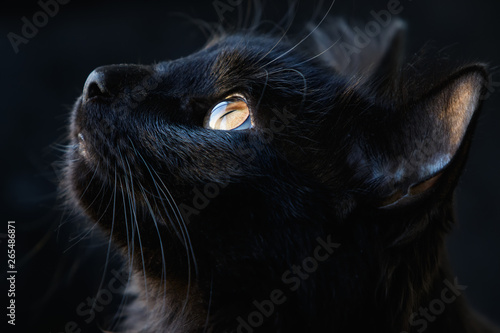 Stampa su tela Portrait of a black cat on a dark background