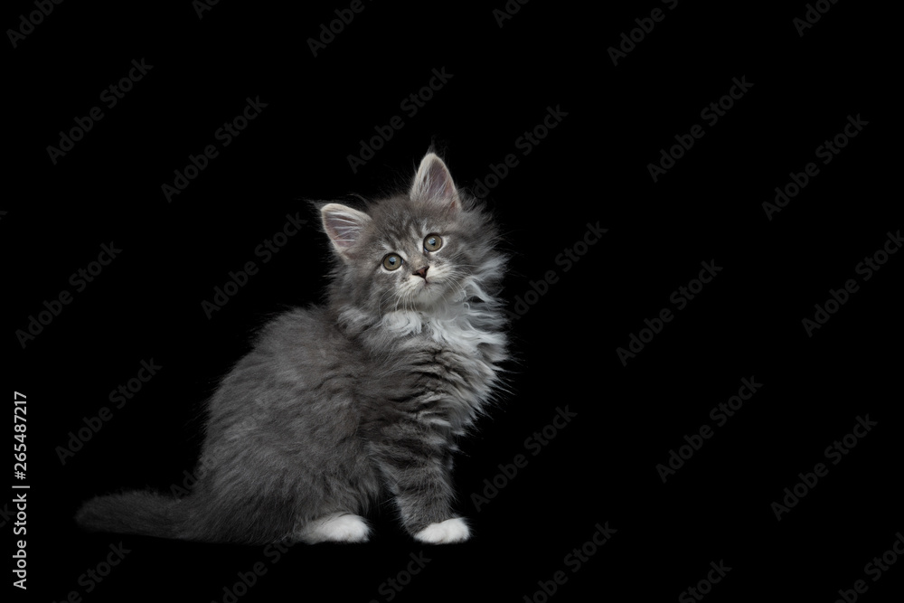Obraz premium side view of an 8 week old blue tabby maine coon kitten sitting in front of black studio background looking at camera