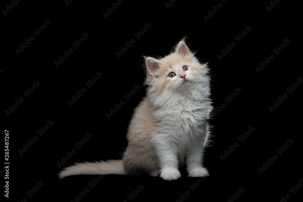 fawn cream tabby maine coon kitten sitting looking up in front of black studio background