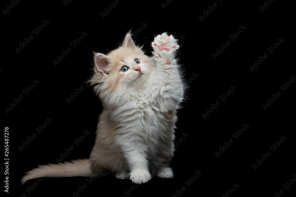 fawn cream tabby maine coon kitten raising left paw on black studio background looking up