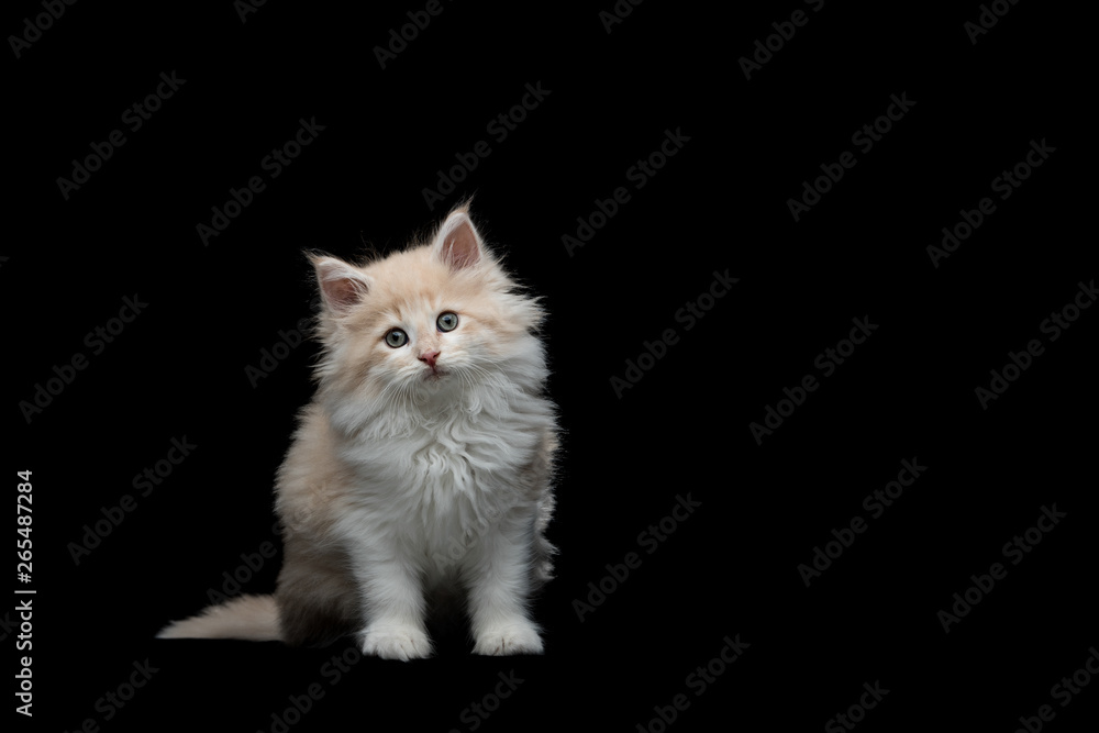 front view of an 8 week old fawn cream tabby maine coon kitten looking at camera in front of black studio background