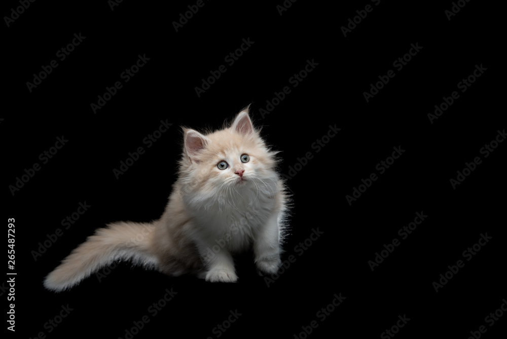 cream tabby fawn maine coon kitten looking curious on black studio background