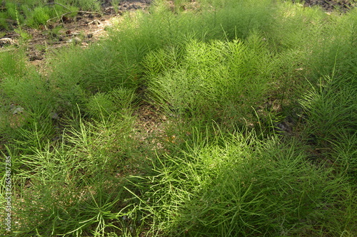 grass in the forest © Irina