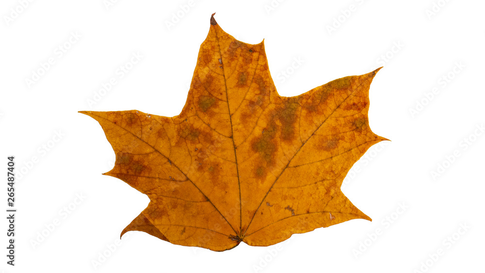 Autumn maple leaf. Isolated on white background Autumn maple leaf. Isolated on white background
