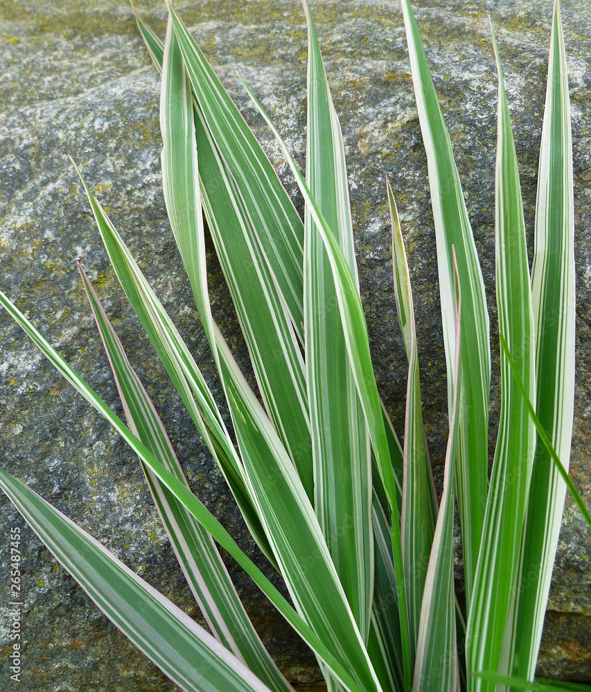 Obraz premium Striped green grass Variegated Sedge 'Ice Dance' (Carex morrowii, foliosissima). Decorative long grass, evergreen sedge with white and green striped foliage.