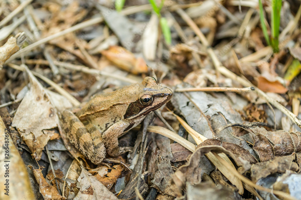 Close-up of a frog in its natural environment