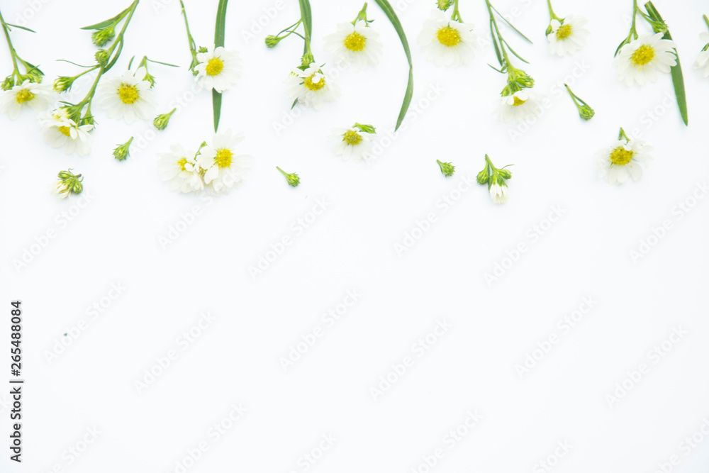 Flowers composition. Border made of daisy white flowers. Flat lay, top view