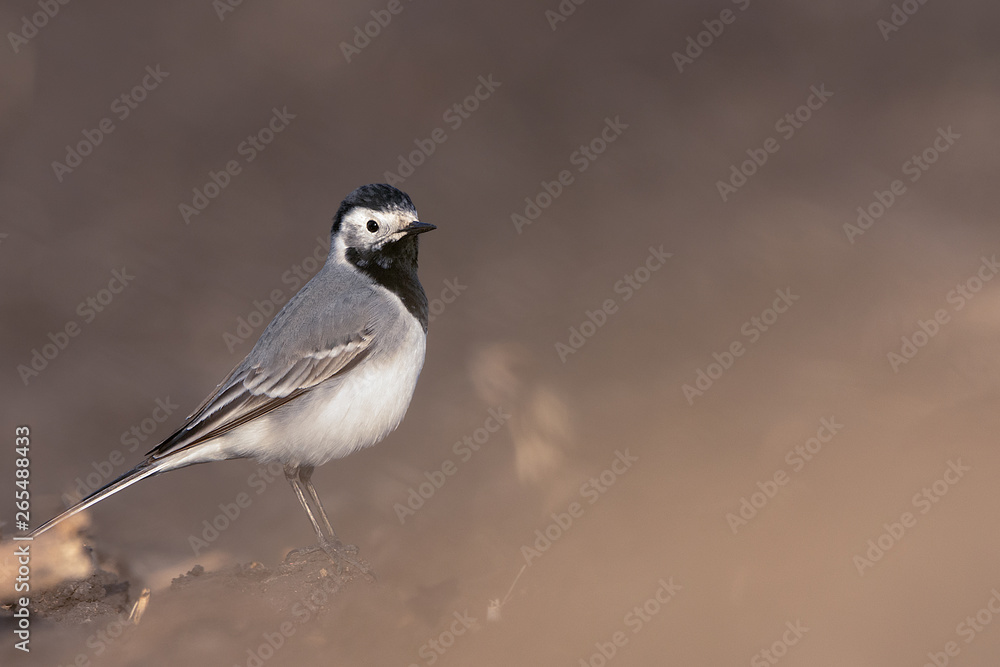 White wagtail (motacilla alba) White wagtail (motacilla alba)