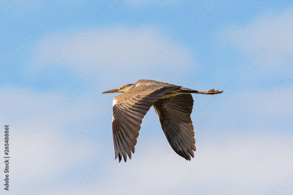 Obraz premium Grey heron (Ardea cinerea) in flight seen from below on the blue sky.