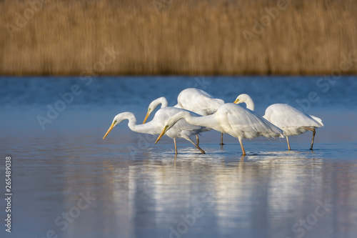 White heron staying and fishing at Burgas lake, Bulgaria photo