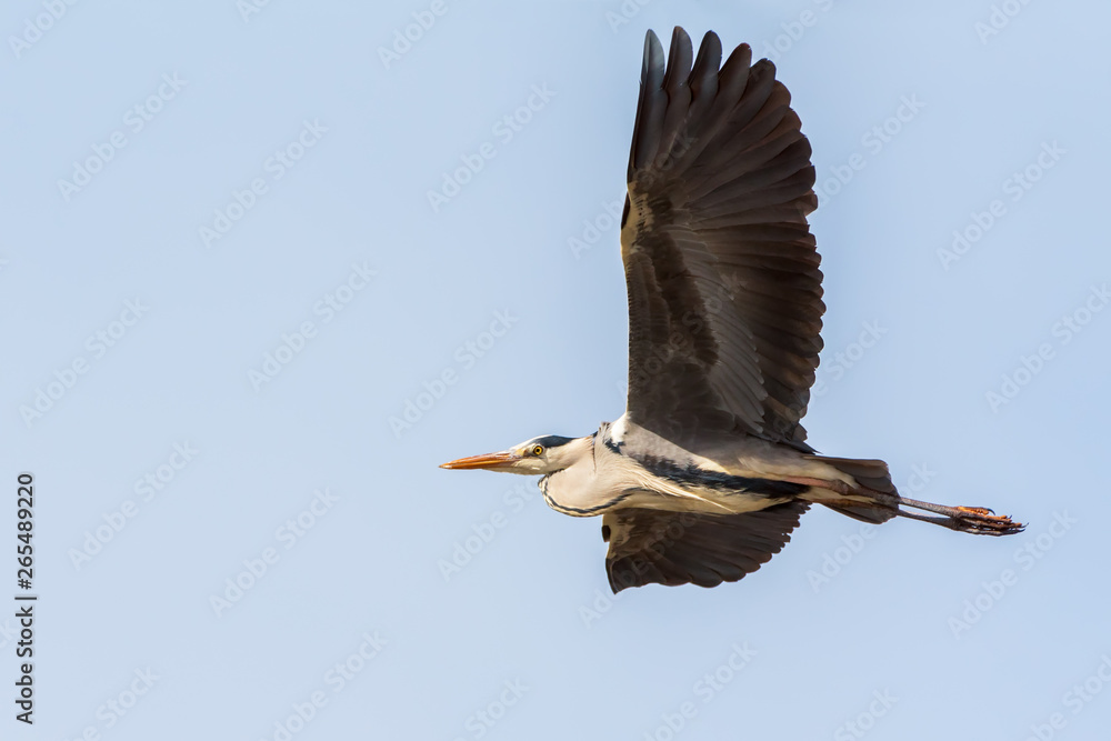 Obraz premium Grey heron (Ardea cinerea) in flight seen from below on the blue sky.