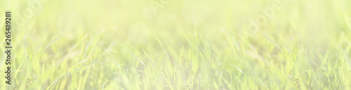 Green young wheat close up