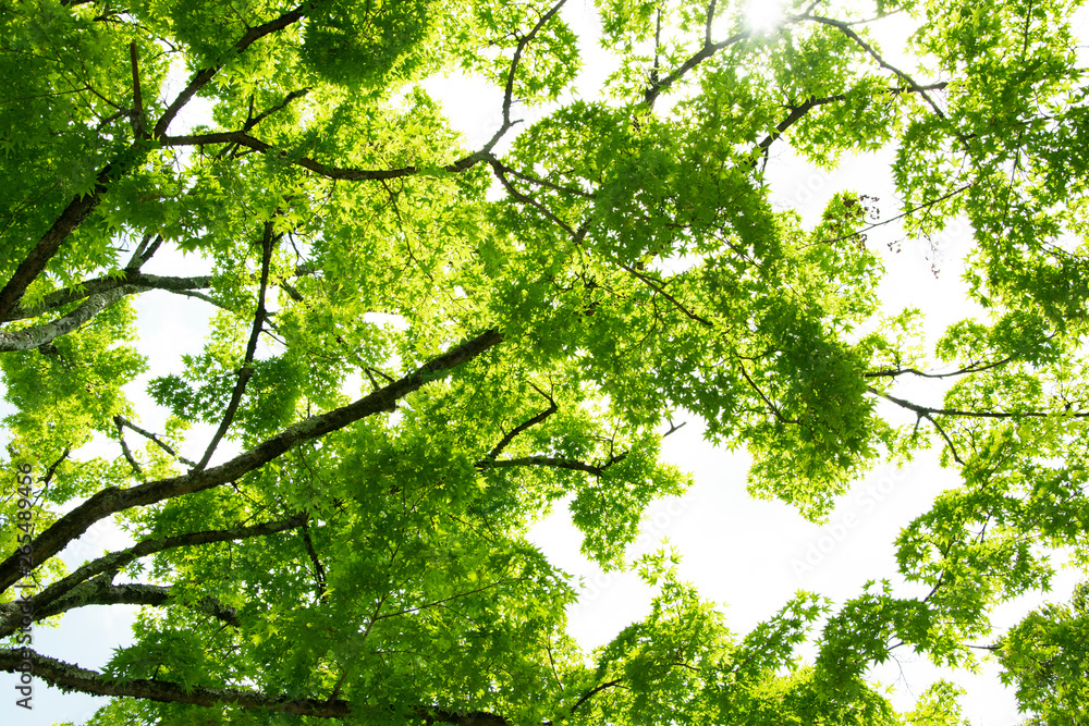 Summer Maple Leaves. Green leaves against a bright blue sky. Summer Maple Leaves. Green leaves against a bright blue sky.