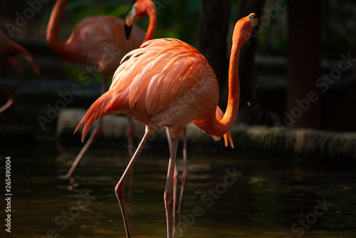 America flamingo