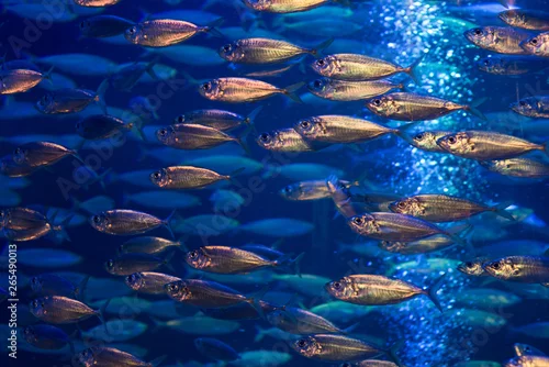 Fototapeta Ławica ryb