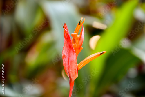 exotic Red Strelitzia reginae flower bud paradise