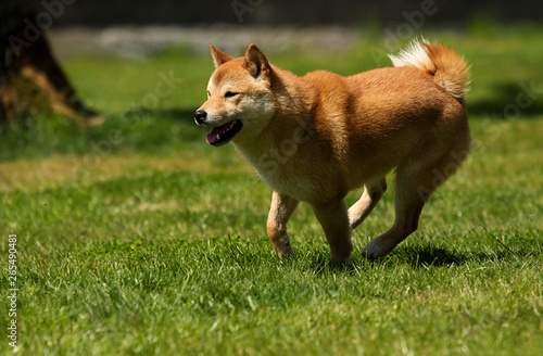 Dog breed shiba Inu runs on the lawn