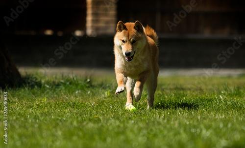 Dog breed shiba Inu runs on the lawn