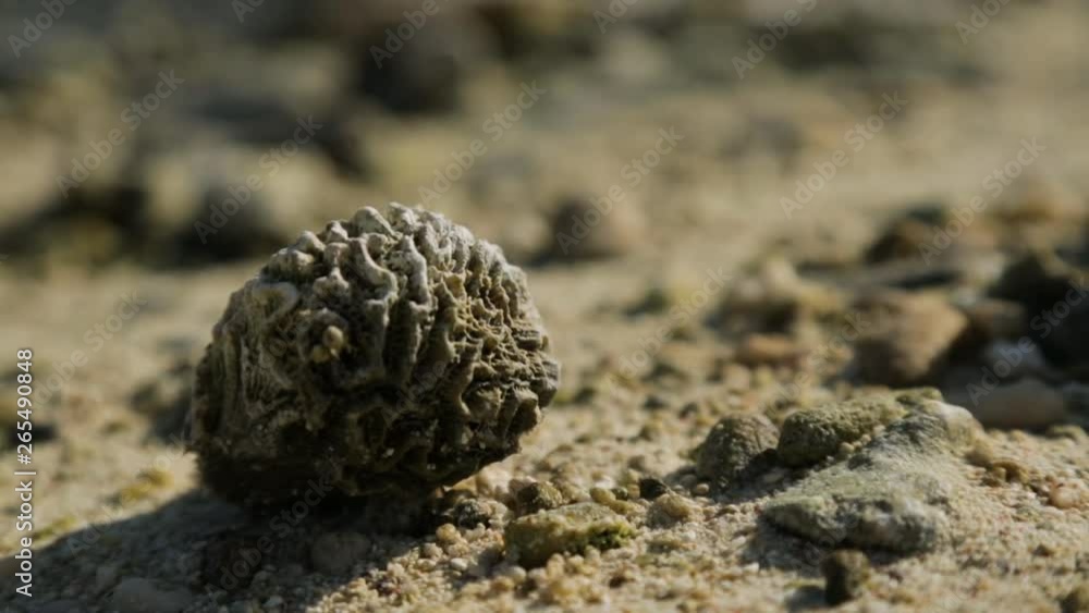 Extreme close-up still shot of a round dead white coral stone at the beach, lady Elliot Island Extreme close-up still shot of a round dead white coral stone at the beach, lady Elliot Island