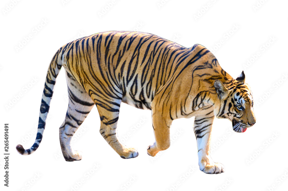 tiger White background Isolate full body tiger White background Isolate full body