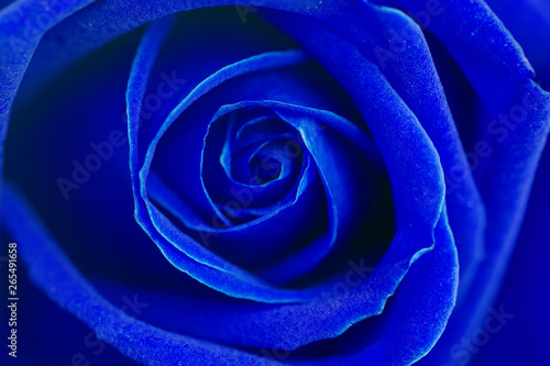 Blue rose flower background.