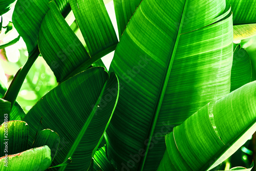 Tropical nature greenery background. Thicket of palm trees with big leaves. Saturated vibrant emerald green color. Beautiful botanical backdrop wallpaper pattern. Poster template with copy space