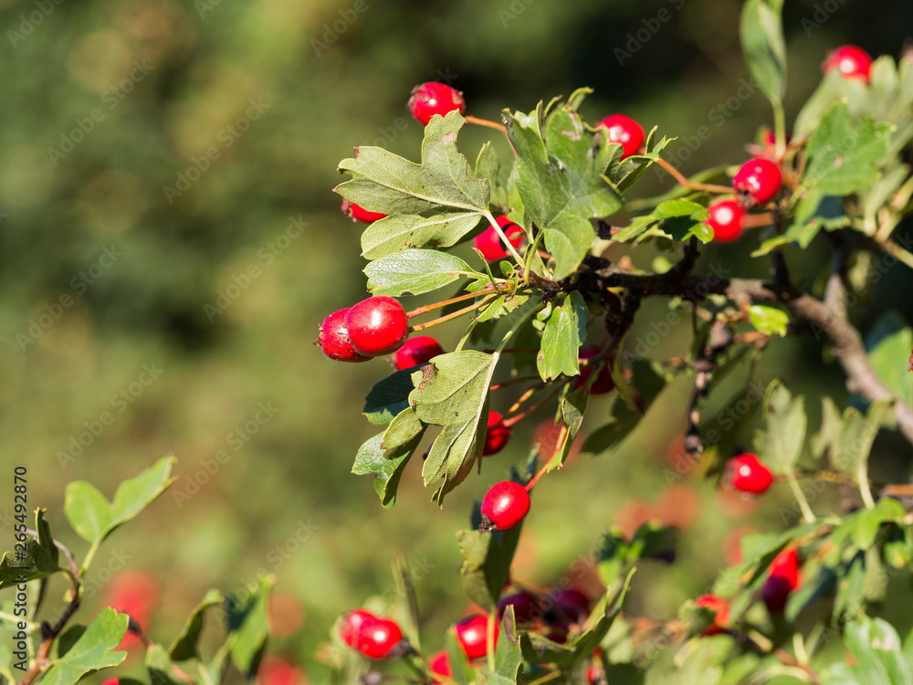 Hawthorn (Crataegus) shrubs with red berries in sunlight