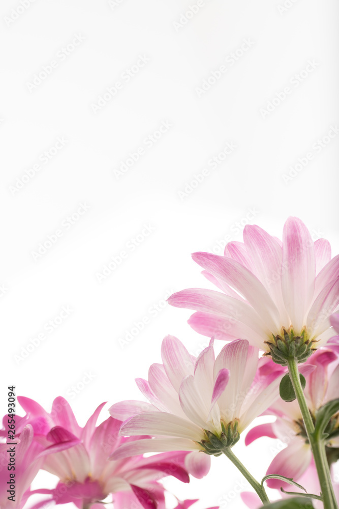 Fototapeta Pink Chrysanthemum Flowers on White Background