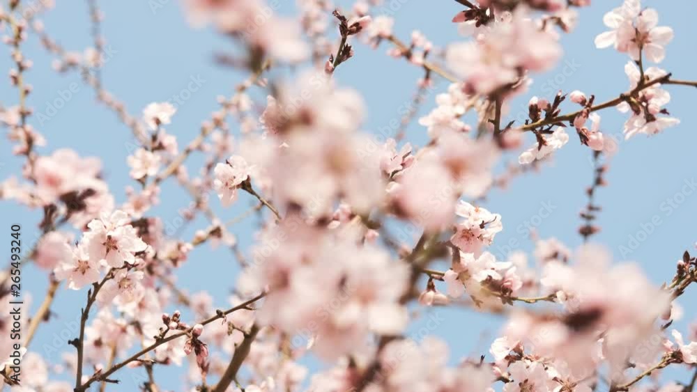 Spring bloom. Delicate flowering tree. Tree branches in cute pink colors. Spring bloom. Delicate flowering tree. Tree branches in cute pink colors.