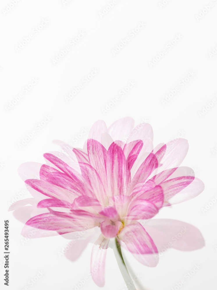 Pink Chrysanthemum Flowers on White Background