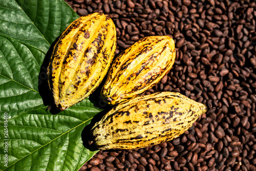 Close-up view of cacao pods on sunny blurred background pods cocoa pods organic chocolate farm hawaii