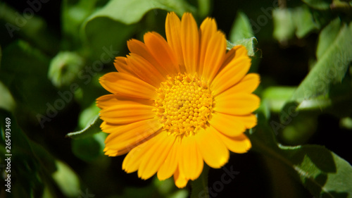 ornamental blossom blooming in spring