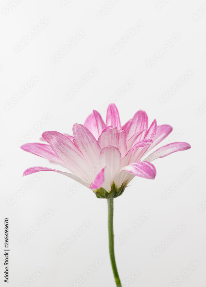 Pink Chrysanthemum Flowers on White Background