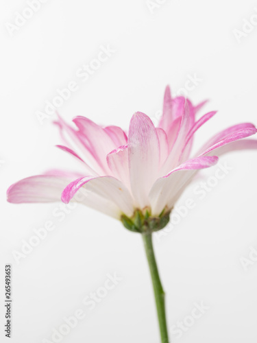 Pink Chrysanthemum Flowers on White Background