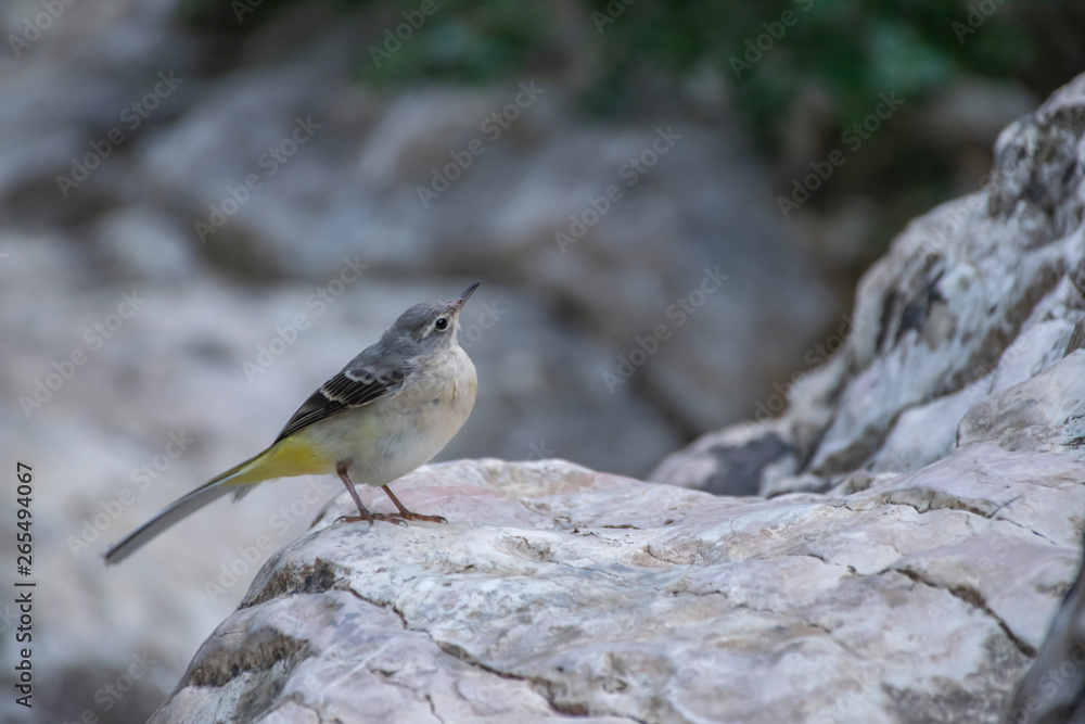 Fototapeta premium gracia neda waterfall