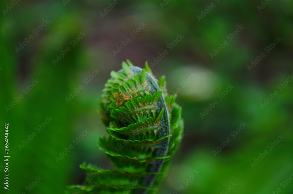 spring plants, the sprout of a young fresh green fern spring plants, the sprout of a young fresh green fern