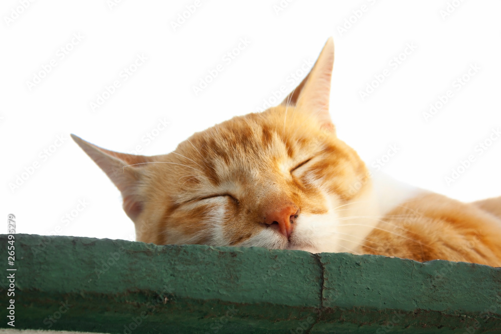 Fototapeta premium Gato Theo IMG_4746