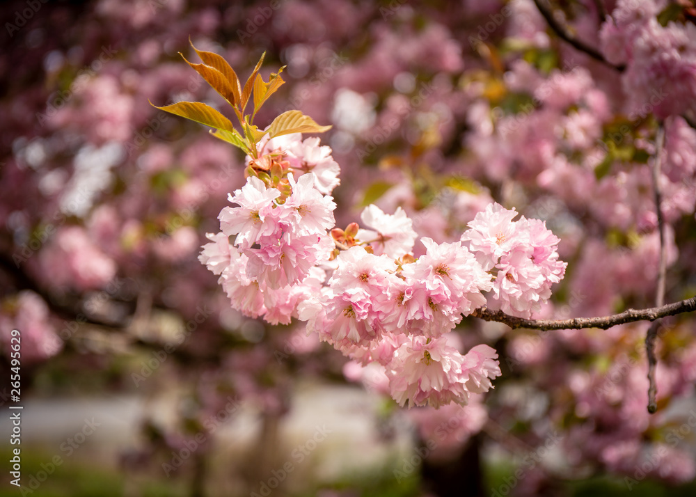 Cherry Blossom flowers in full bloom Cherry Blossom flowers in full bloom