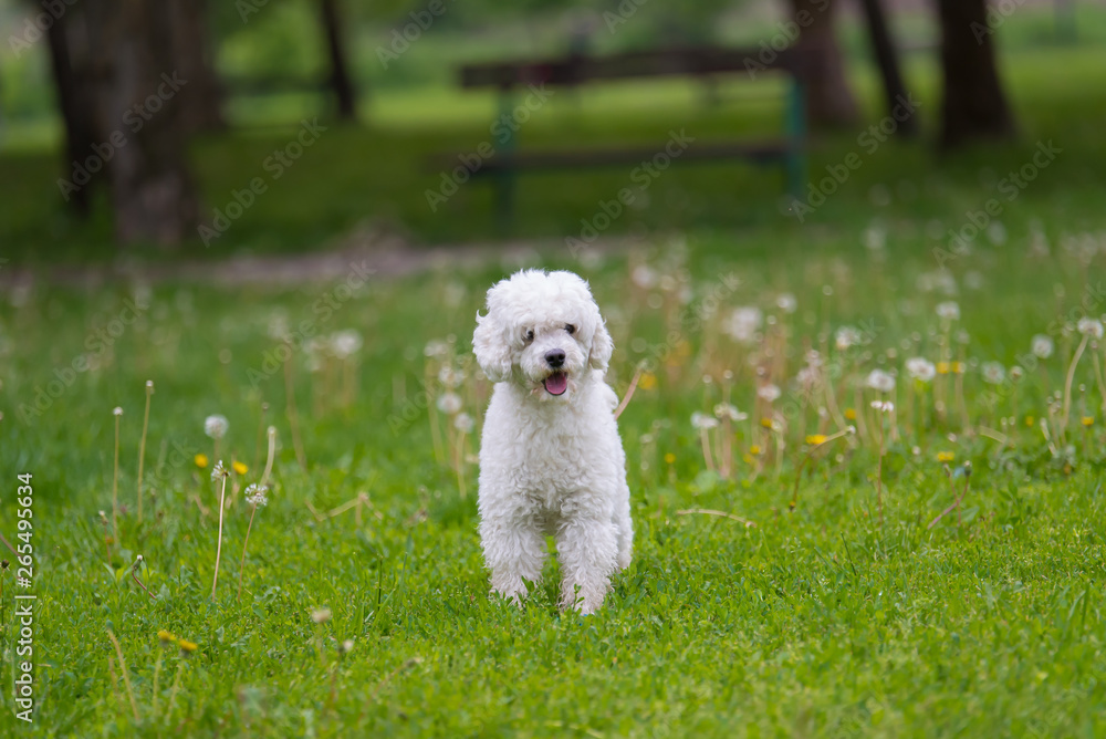 Dog  in the grass