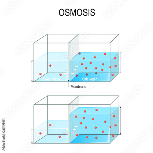 Osmosis. Water passing through a semi-permeable membrane into a region of higher concentration