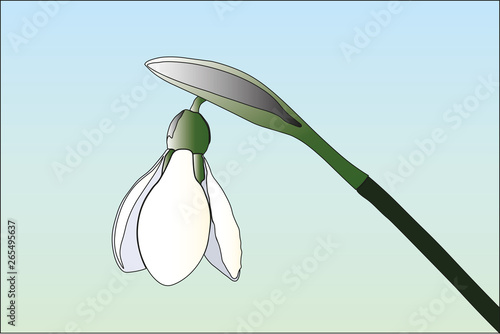 Snowdrop vector illustration on light background